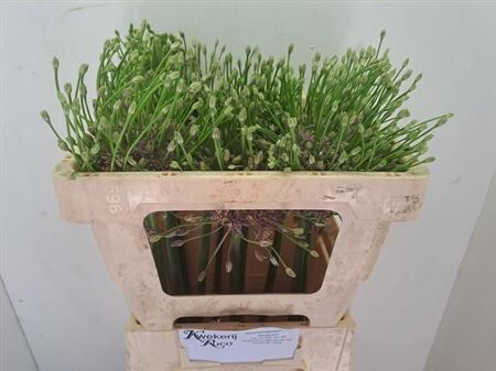 Allium Schubertii