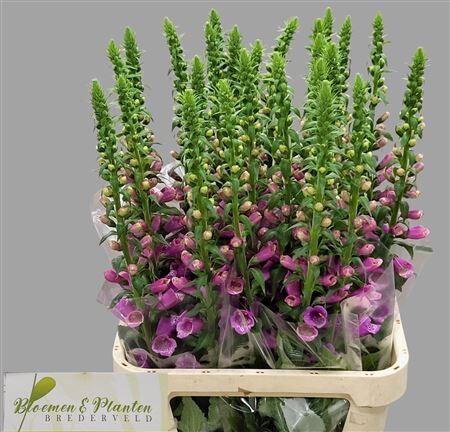 Digitalis Camelot Lavender