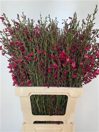 Cytisus Boskoop Ruby Red
