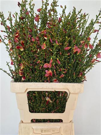 Cytisus Boskoop Ruby Orange