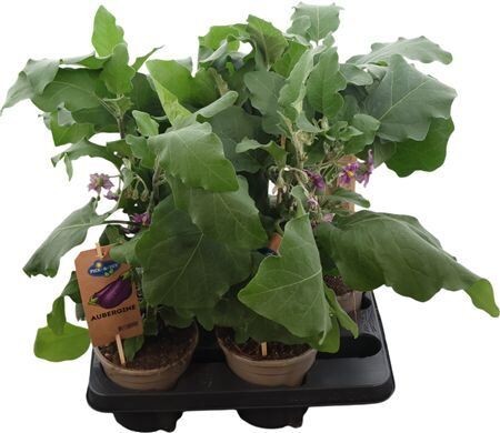 Pick-&-joy Aubergine