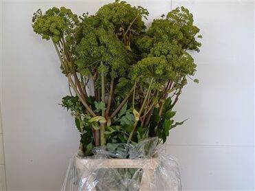 Angelica Gigas