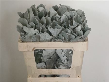 Jacobaea Senecio New Look