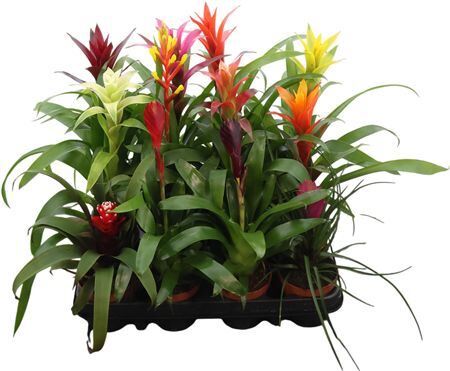 Brom Gemengd Exclusieve