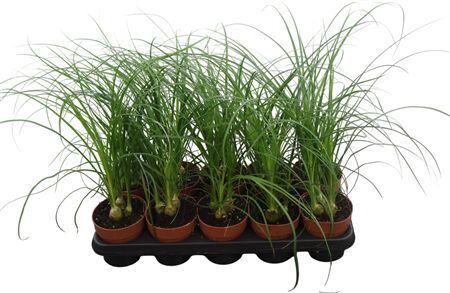 Beaucarnea Recurvata