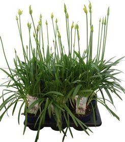 Agapanthus Amourette White 6+