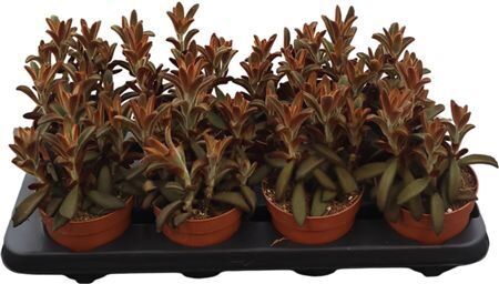 Kalanchoe Chocolate Soldier