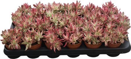 Crass Rubricaulis Candy Cane