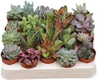 Succ Gemengd
