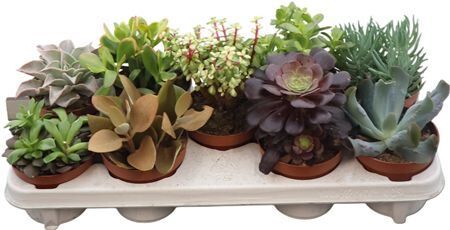 Succ Gemengd