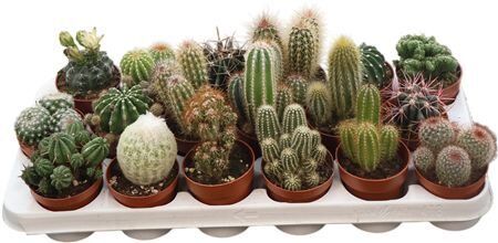 Cactus Gemengd