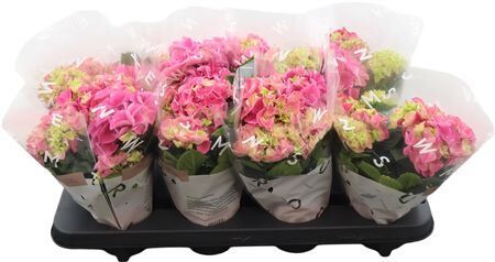Hydr M Early Rosa 3+