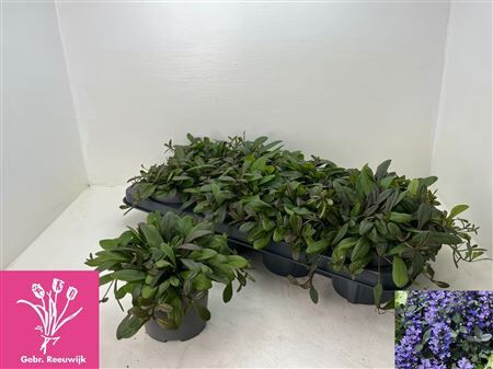 Ajuga Overig