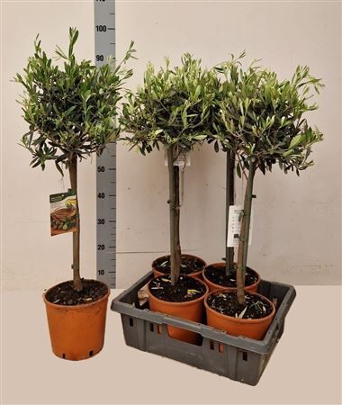 Olea Europaea Stam