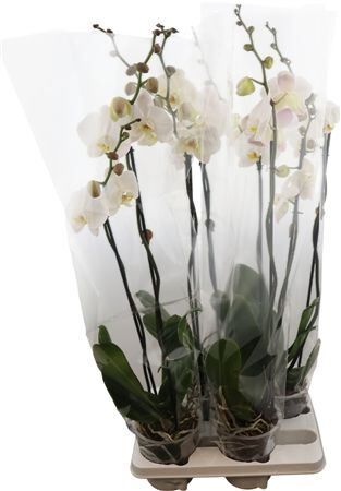Phal Wit 2 Tak Xl