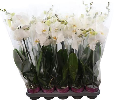 Phal Wit 2 Tak 18+ Piko Plant