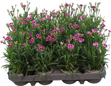 Dianthus Di Pink Kisses