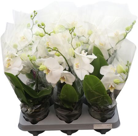 Phal Tablo White 2 Tak (bo)