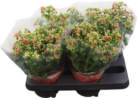 Kalanchoe Dream Bells Potcover