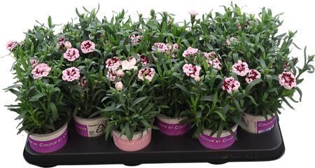 Dianthus Osc Purple Star