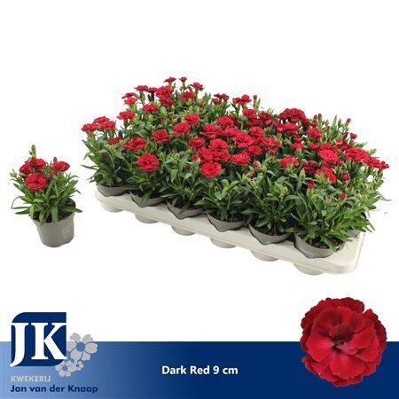 Dianthus Oscar Cherry