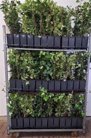 Hedera Mixkar