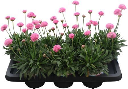Armeria Pseudarmeria Dreameria Daydream