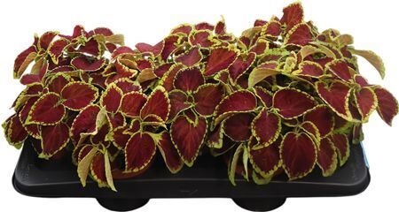 Coleus Gemengd