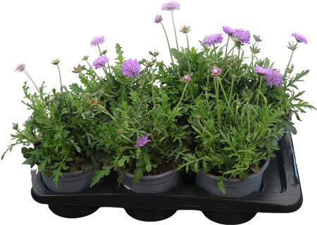 Scabiosa Blau