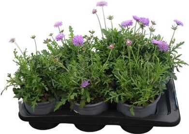 Scabiosa Blau