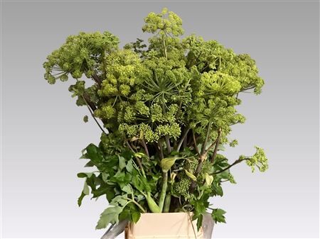 Angelica Gigas
