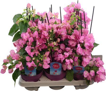 Bougainv Overig Roze