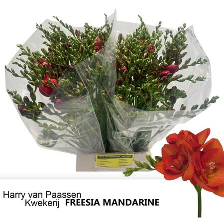 Fr Du Mandarine