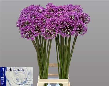 Allium Statos