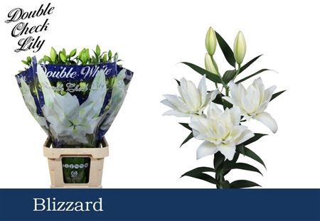 Li Ot Blizzard Du
