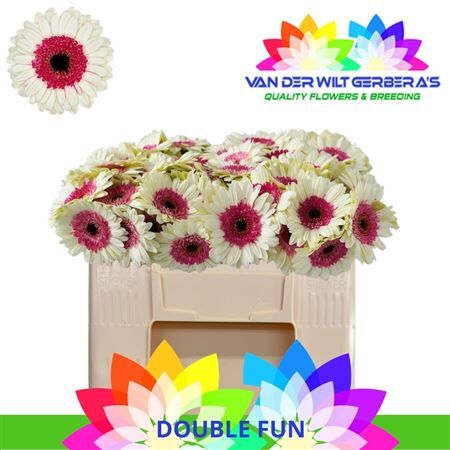 Ge Mi Double Fun
