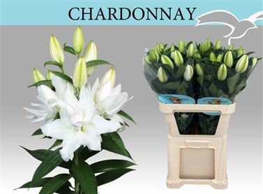 Li Or Du Chardonnay