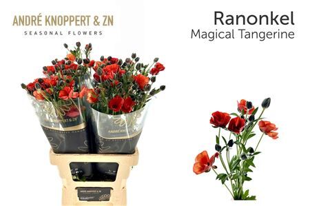 Ran Co Magical Tangerine