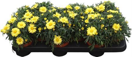 Argyr Frut Yellow