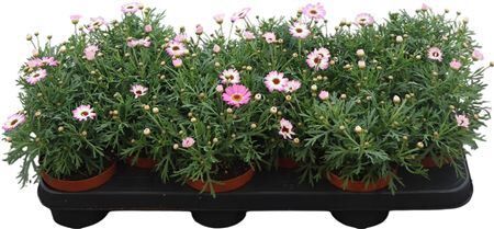 Argyr Frut Pink