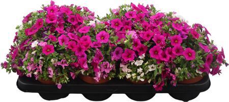 Calibrachoa Tricolor Paradise Pink