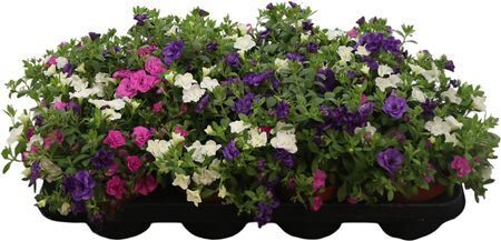 Calibrachoa Pink Pettycoat