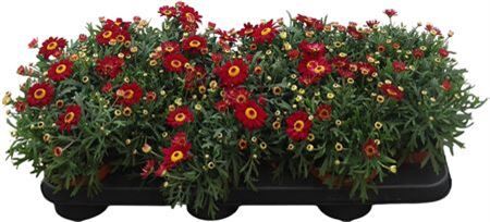 Argyr Frut Red