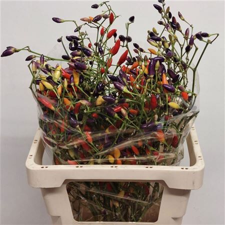 Capsicum Mixed