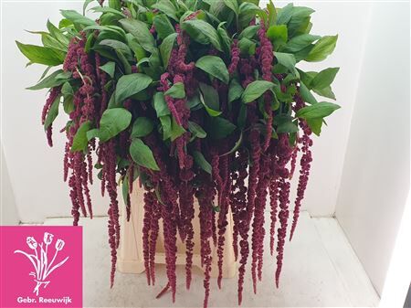 Amar Ca Red Cord