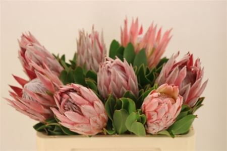 Protea Cynaroides