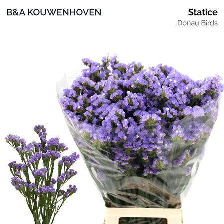 Limon Staties Licht Milka