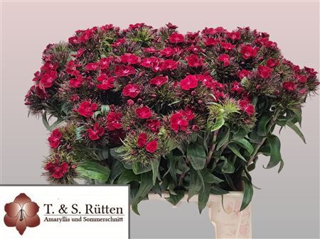 Di Barb B Diep Rood