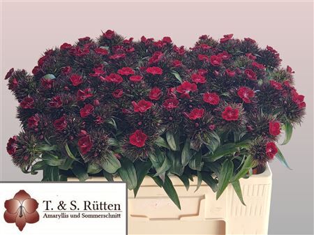 Di Barb B Diep Rood