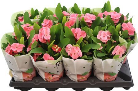 Euphorbia Milii Charlotte Queen